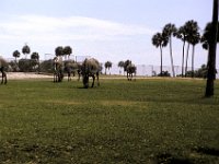 Florida - Tampa - Busch Gardens - Zebra